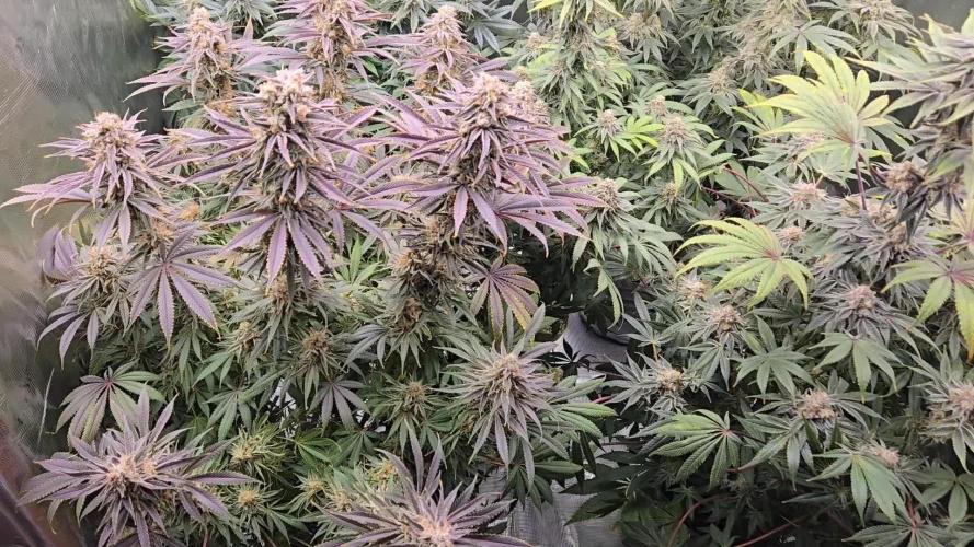 Purple Punch F1