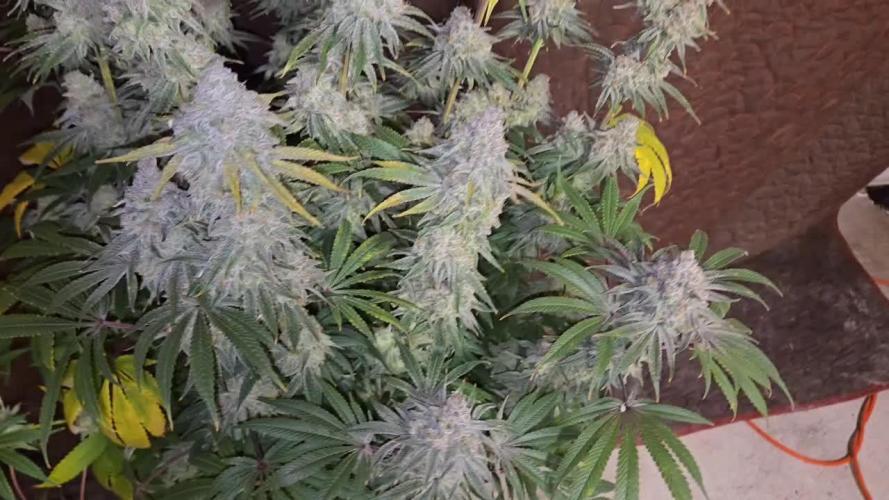 Cherry Punch F1