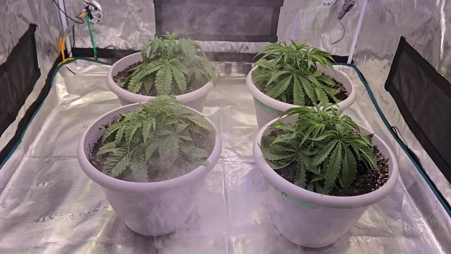 F1 Series by Seedman