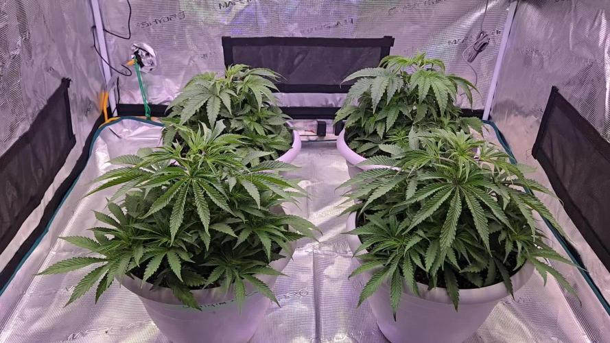 F1 Series by Seedman