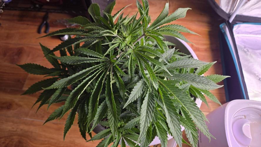 F1 Series by Seedman. Week 4 - BB