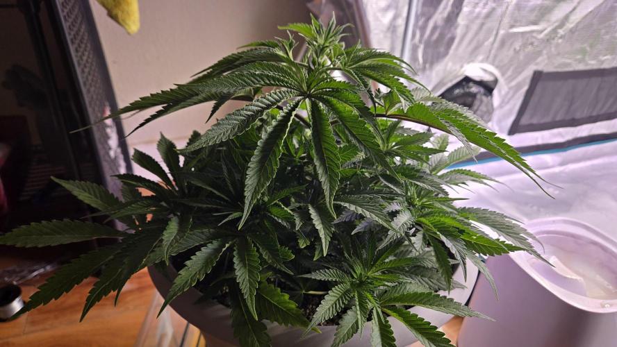 F1 Series by Seedman. Week 4 - BB