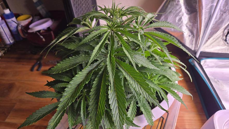 F1 Series by Seedman. Week 4 - BB