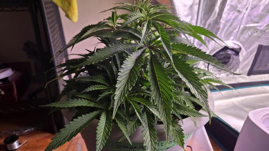 F1 Series by Seedman. Week 4 - BB