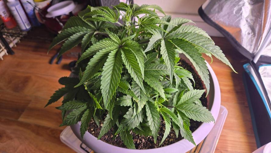 F1 Series by Seedman. Week 4 - PO