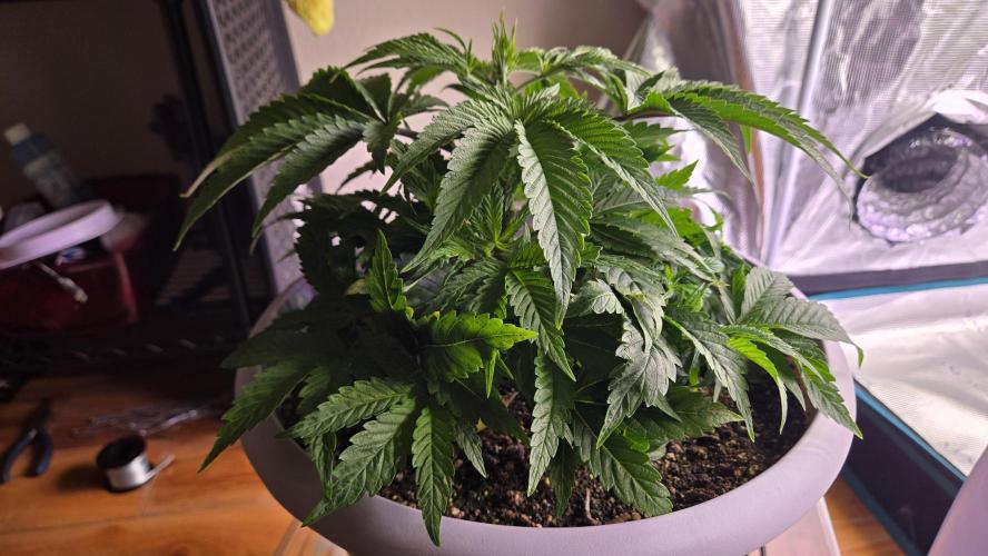 F1 Series by Seedman. Week 4 - PO