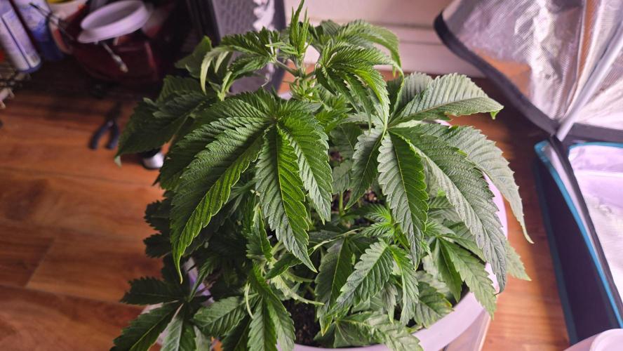 F1 Series by Seedman. Week 4 - PO