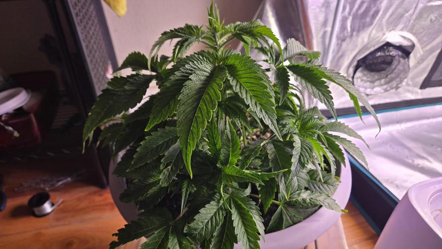 F1 Series by Seedman. Week 4 - PO