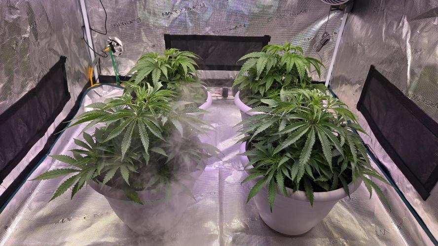 F1 Series by Seedman. Week 4