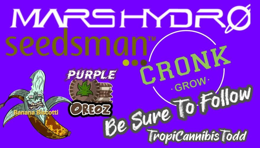 F1 Series by Seedman. Week 4