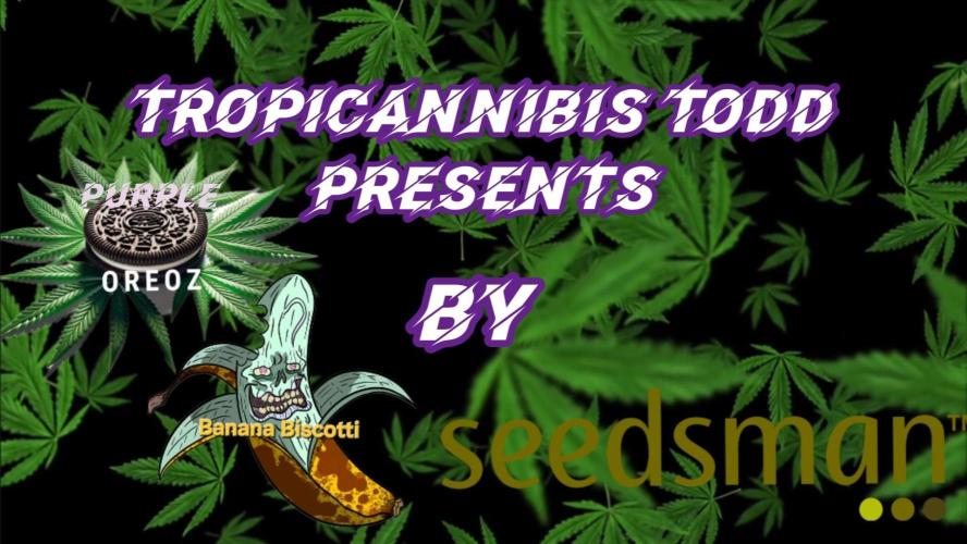 F1 Series by Seedman. Week 5 - 2025 Cover 