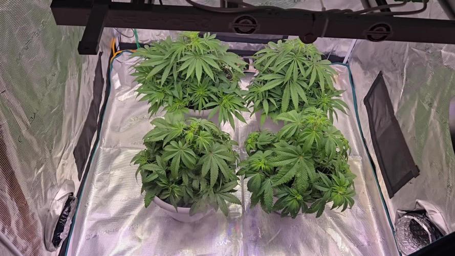 F1 Series by Seedman