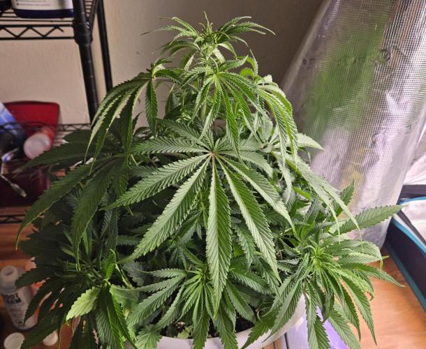 F1 Series by Seedman. Week 5 - BB