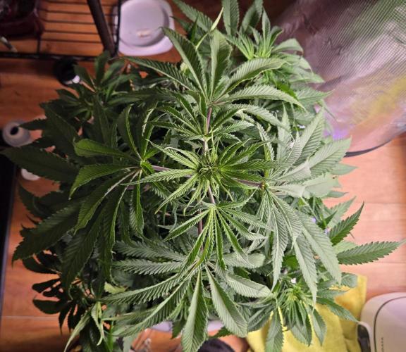 F1 Series by Seedman. Week 5 - BB