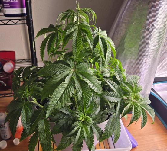 F1 Series by Seedman. Week 5 - PO