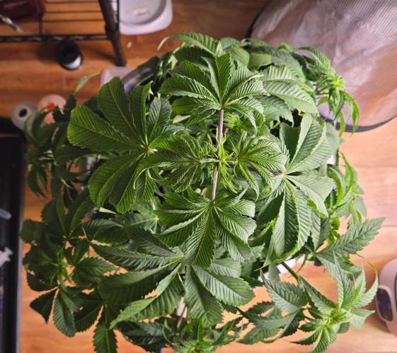 F1 Series by Seedman. Week 5 - PO