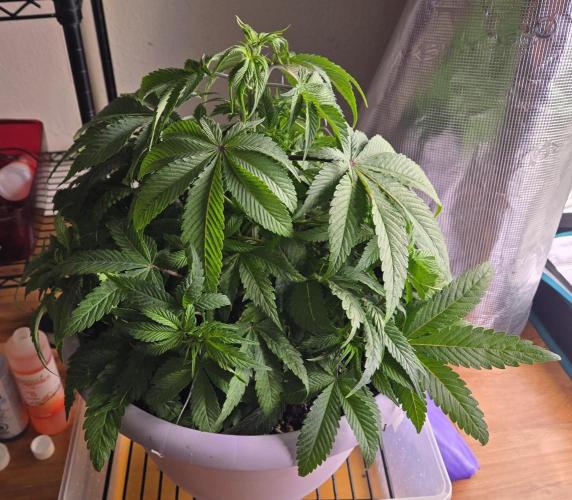 F1 Series by Seedman. Week 5 - PO