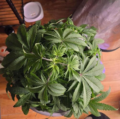 F1 Series by Seedman. Week 5 - PO