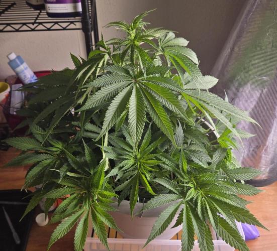 F1 Series by Seedman. Week 5 - BB