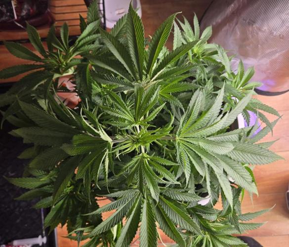 F1 Series by Seedman. Week 5 - BB