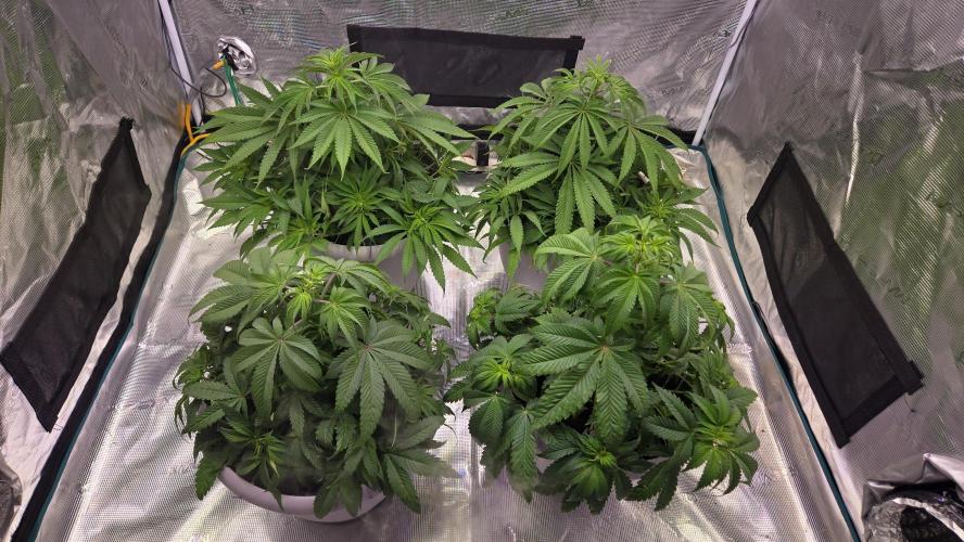 F1 Series by Seedman. Week 5