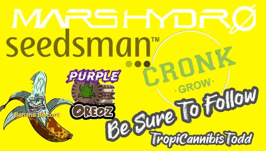 F1 Series by Seedman. Week 5