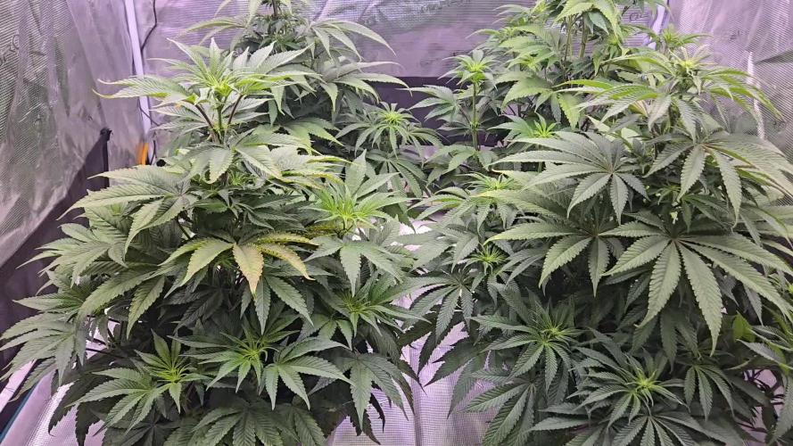 F1 Series by Seedman