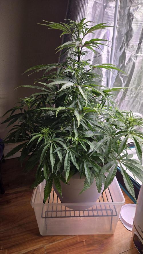 F1 Series by Seedman. Week 6 - BB