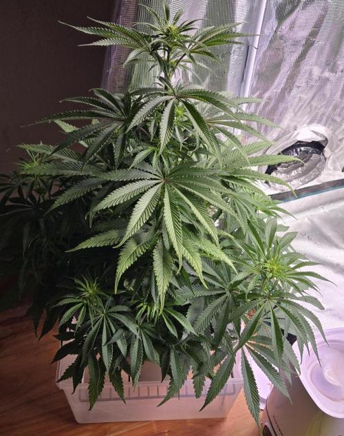 F1 Series by Seedman. Week 6 - BB