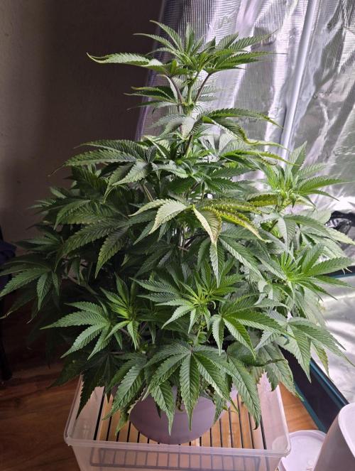 F1 Series by Seedman. Week 6 - PO