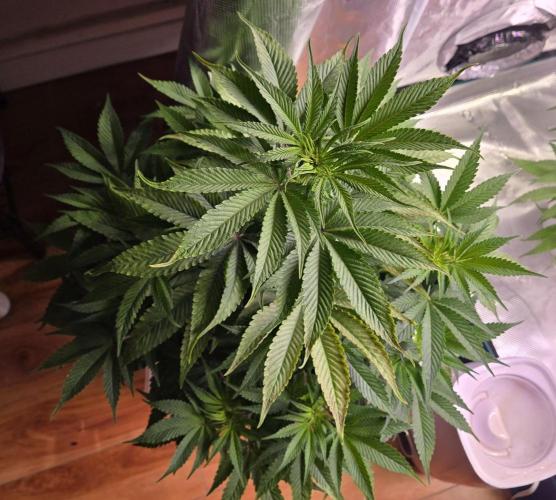 F1 Series by Seedman. Week 6 - PO