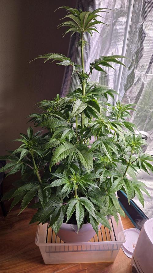 F1 Series by Seedman. Week 6 - BB