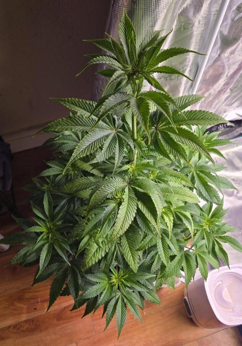 F1 Series by Seedman. Week 6 - BB