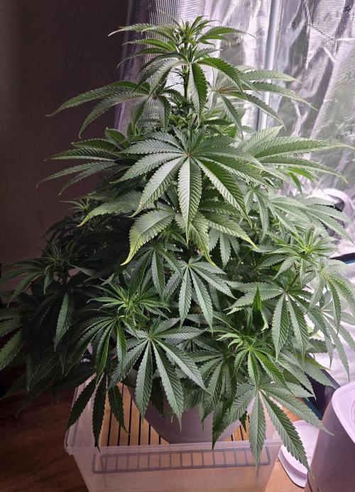 F1 Series by Seedman. Week 6 - PO