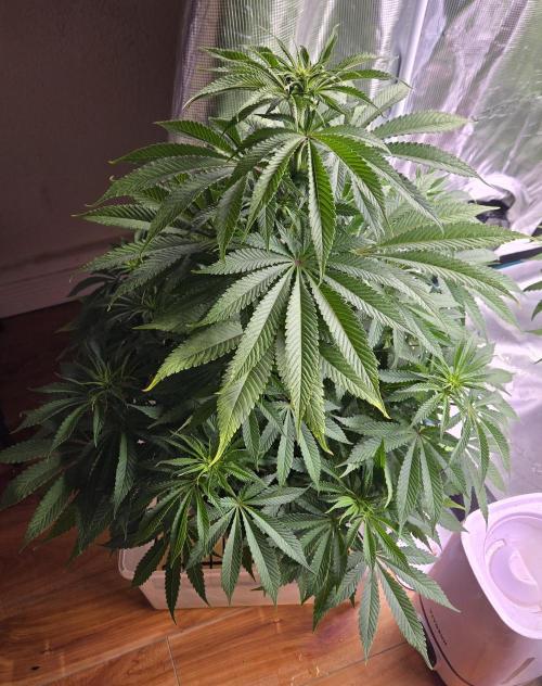 F1 Series by Seedman. Week 6 - PO