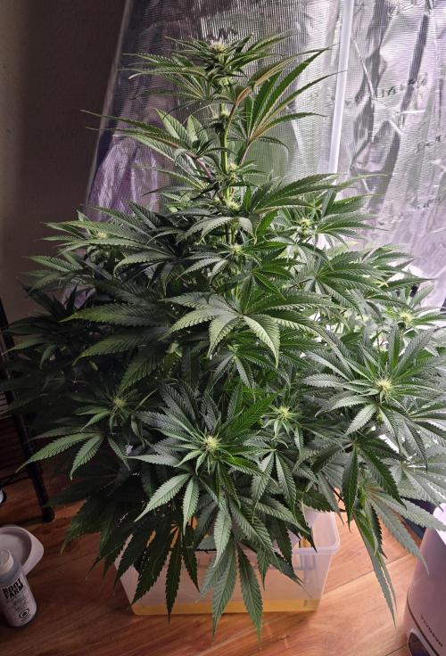 F1 Series by Seedman. Week 7