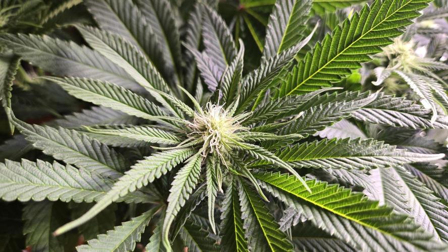 F1 Series by Seedman. Week 7