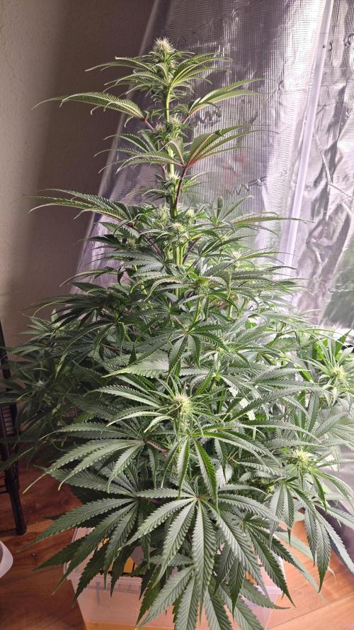 F1 Series by Seedman. Week 7