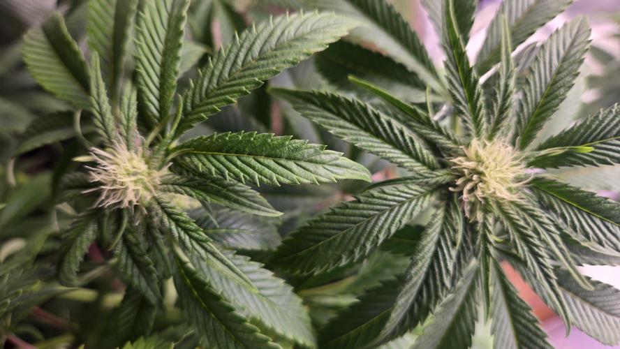 F1 Series by Seedman. Week 7