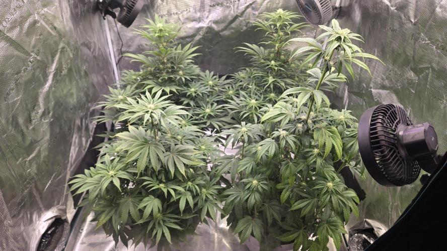 F1 Series by Seedman. Week 7