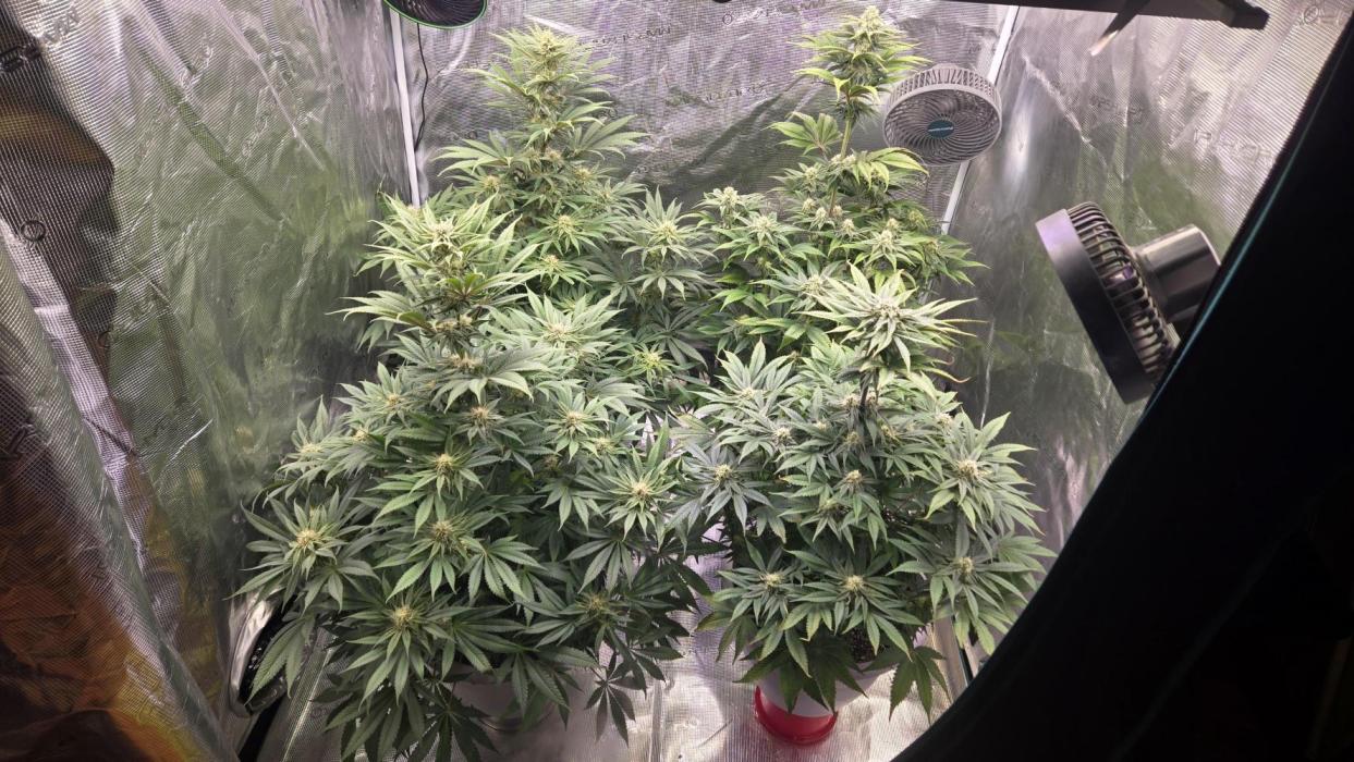 F1 Series by Seedman. Week 8