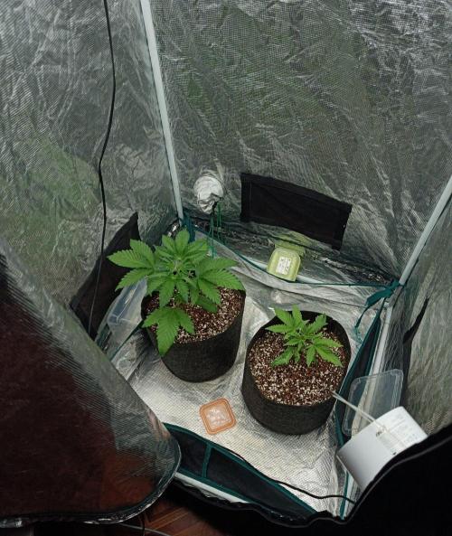 COCO ETHOS. Week 3 - General appearance
