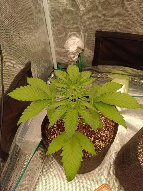 COCO ETHOS. Week 3 - Punch Line 20d