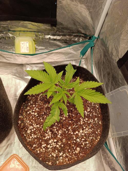 COCO ETHOS. Week 3 - Shawty 18d