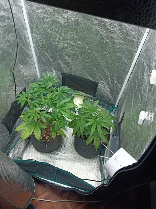 COCO ETHOS. Week 4 - General appearance