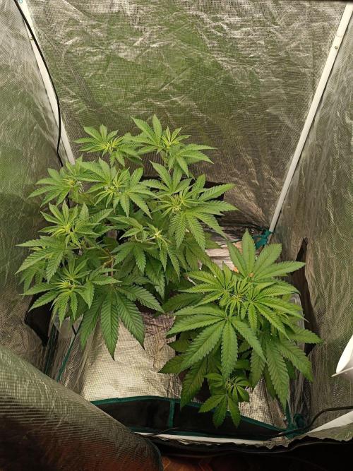 COCO ETHOS. Week 5 - General Appearance