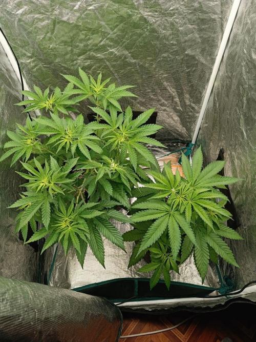 COCO ETHOS. Week 5 - Shawty on the right side, end game on another