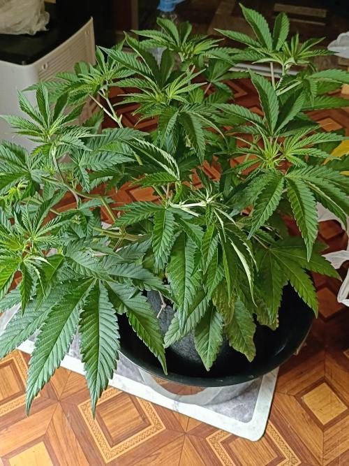 COCO ETHOS. Week 5 - End Game