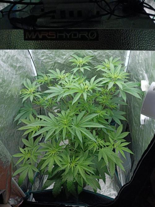 COCO ETHOS. Week 6 - End game on the back side. Shawty on front.