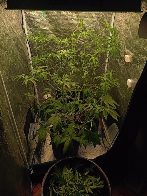 COCO ETHOS. Week 7 - F14